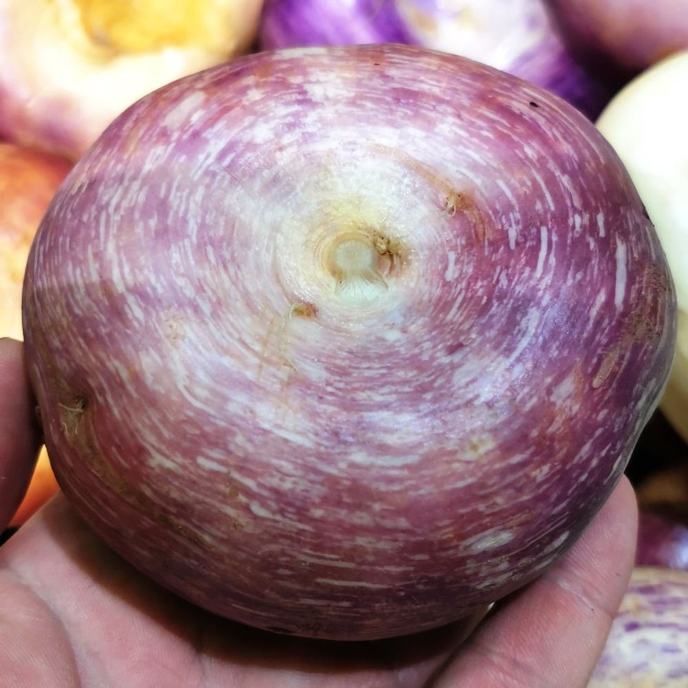 Репа Исконная Русская Сладкая