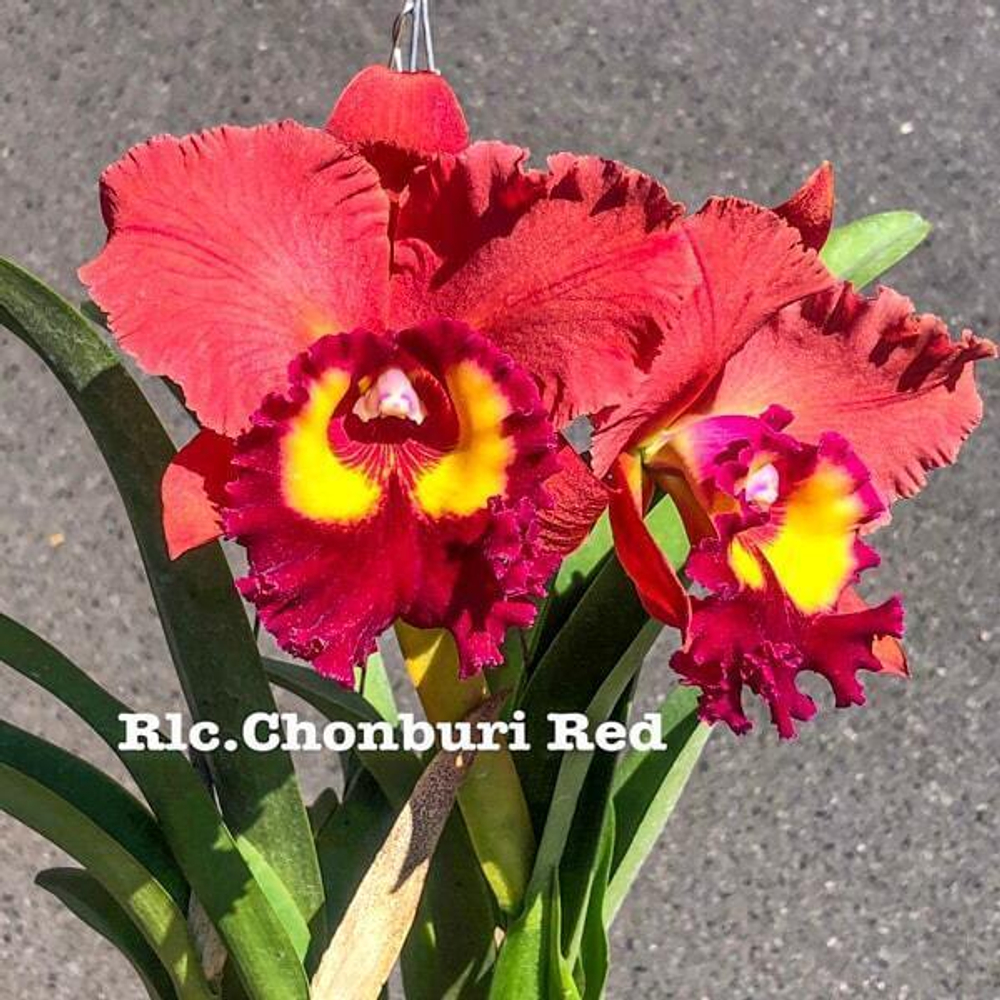 Орхидея ринхолелиокаттлея RLC. CHONBURI RED