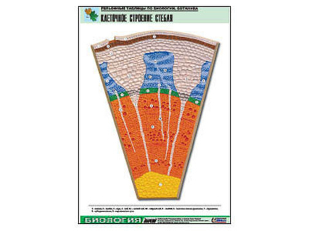 Рельефная таблица &#34;Клеточное строение стебля&#34;  (формат А1, матовое ламинир.)