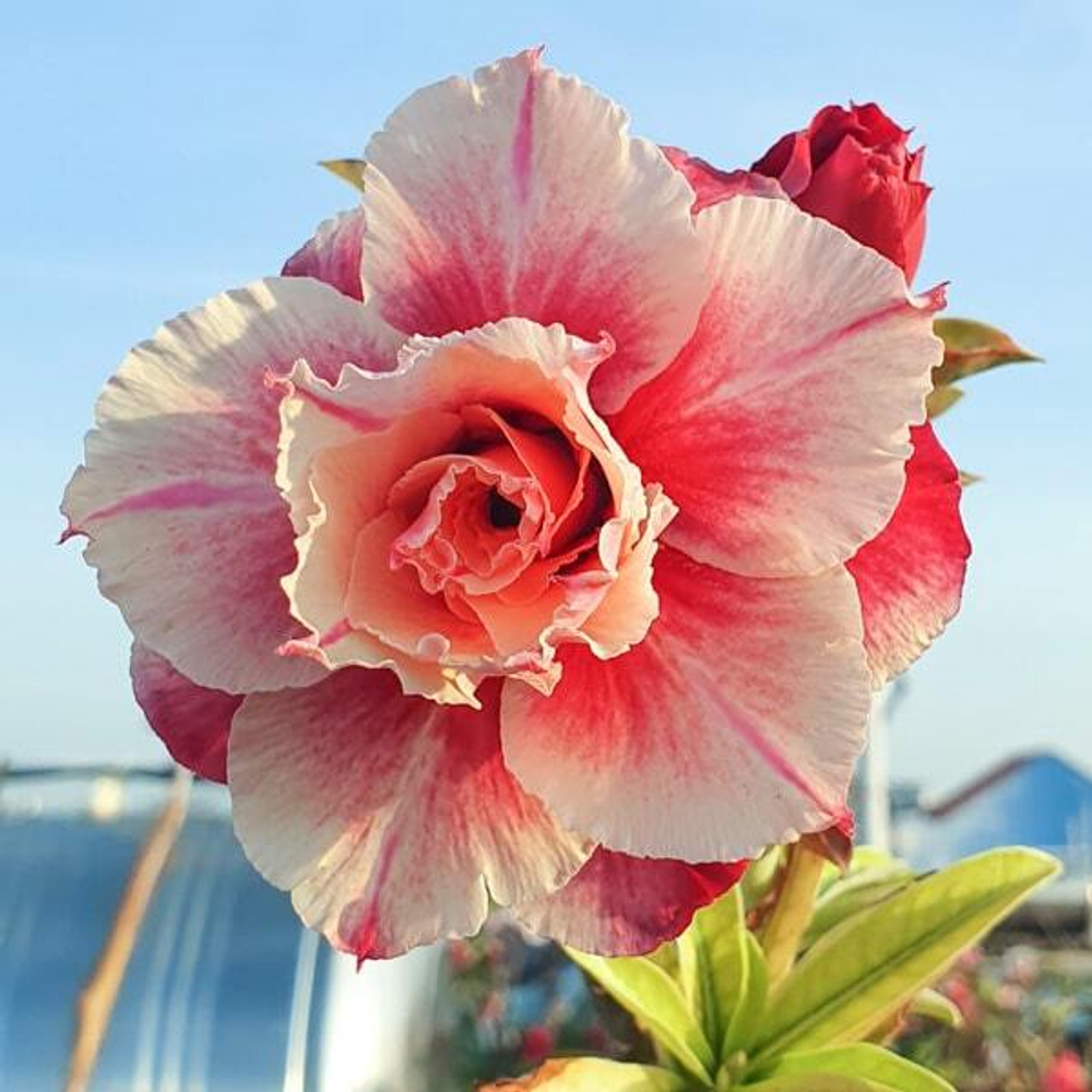 Адениум обесум 317 13CM