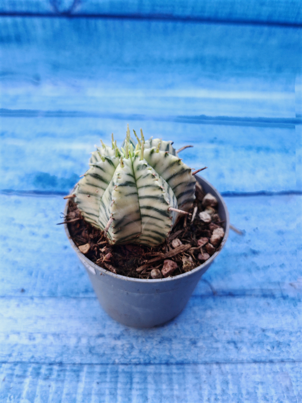 Euphorbia meloformis f. Variegated (Эуфорбия вариегатная)