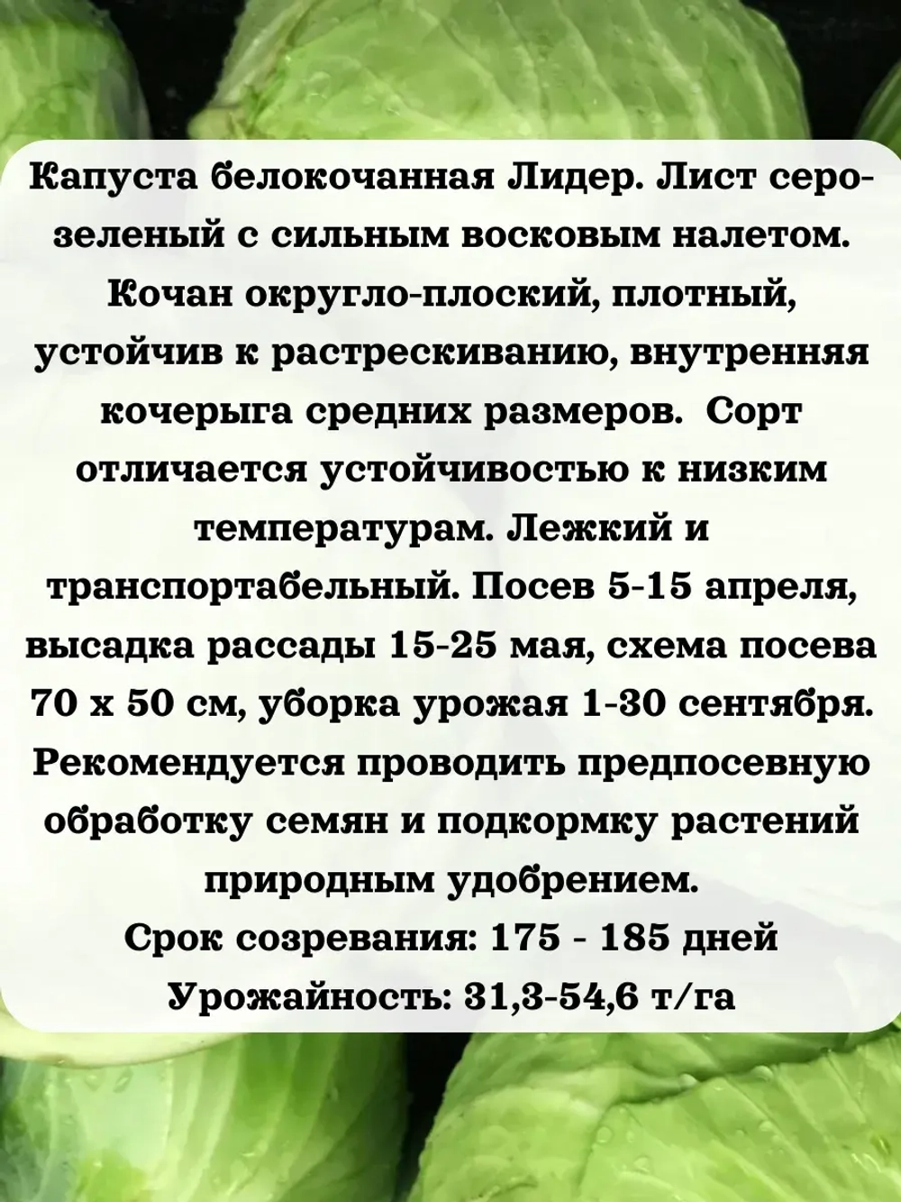 Семена капуста белокочанная Лидер 1 гр