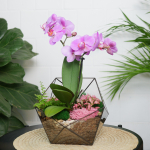 Готовый флорариум с пурпурной орхидеей Икос