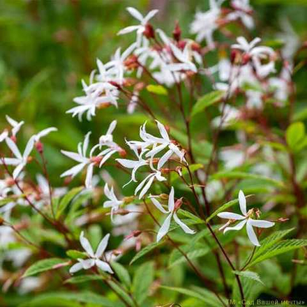 Гилления трехлистная. Gillenia trifoliata.