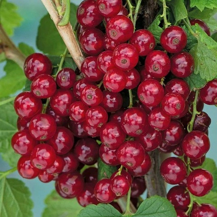 Смородина Вишневая красная