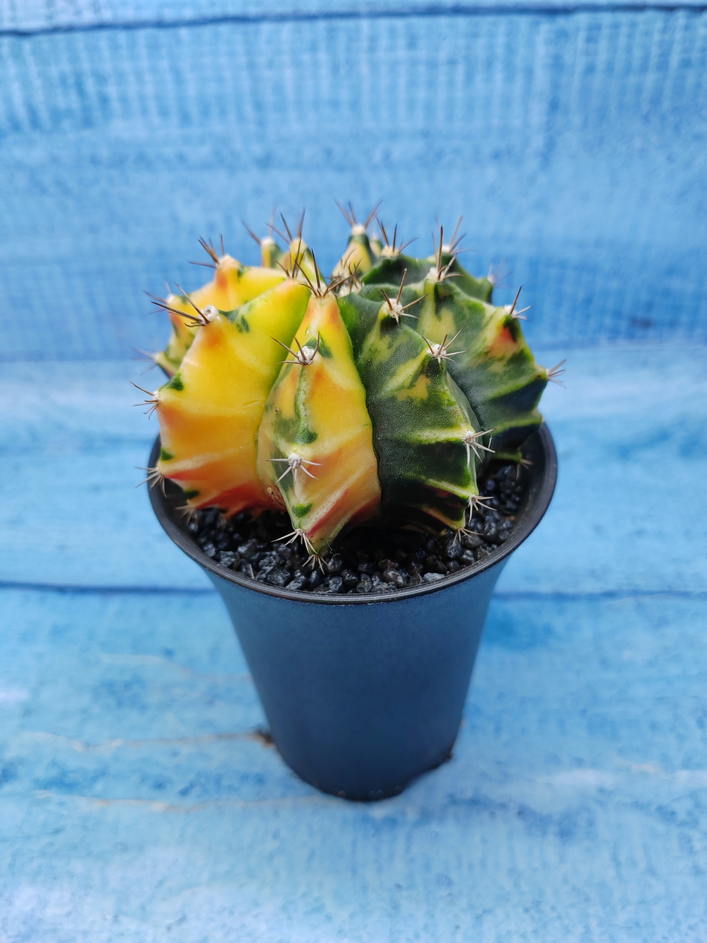 Gymnocalycium Variegata (Гимнокалициум Вариегатный)