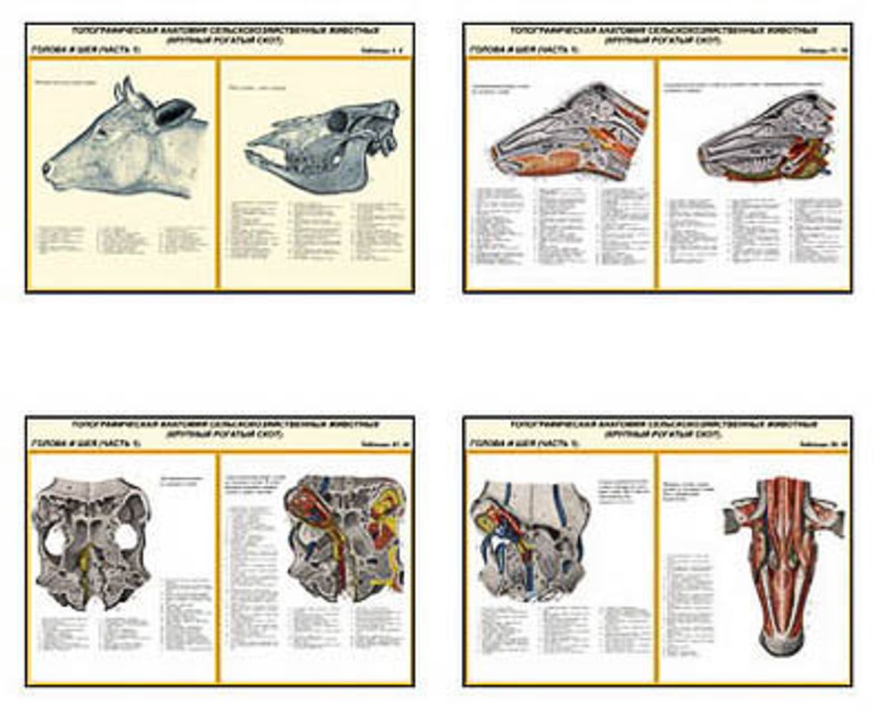 Плакаты ПРОФТЕХ &quot;Топограф. анатомия. Круп. рог. скот. Голова и шея&quot; (26 пл, винил, 70х100)