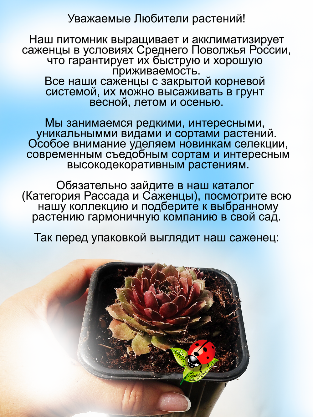 Молодило Красный Сэм каменная роза