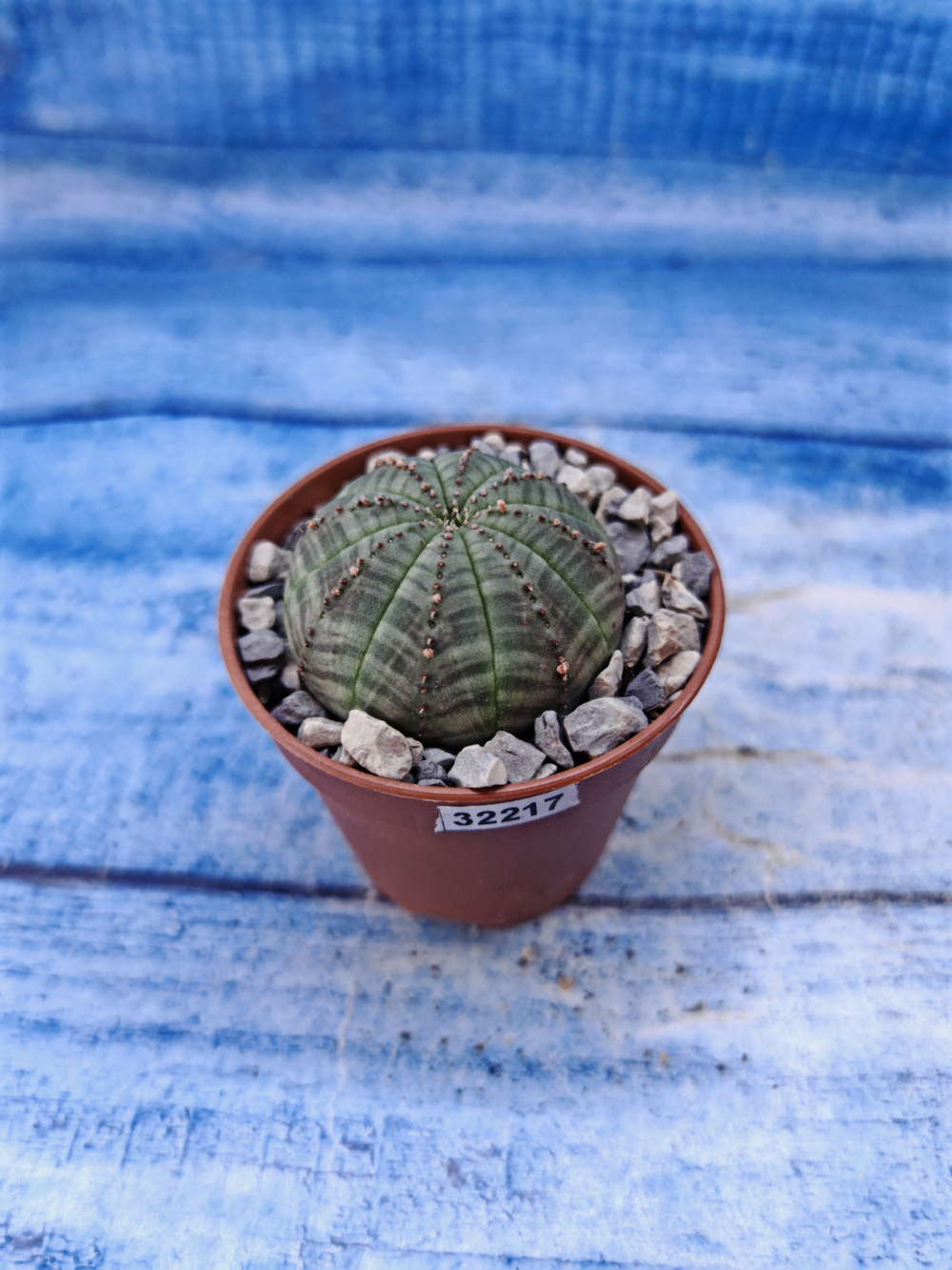Euphorbia Obesa (Эуфорбия)