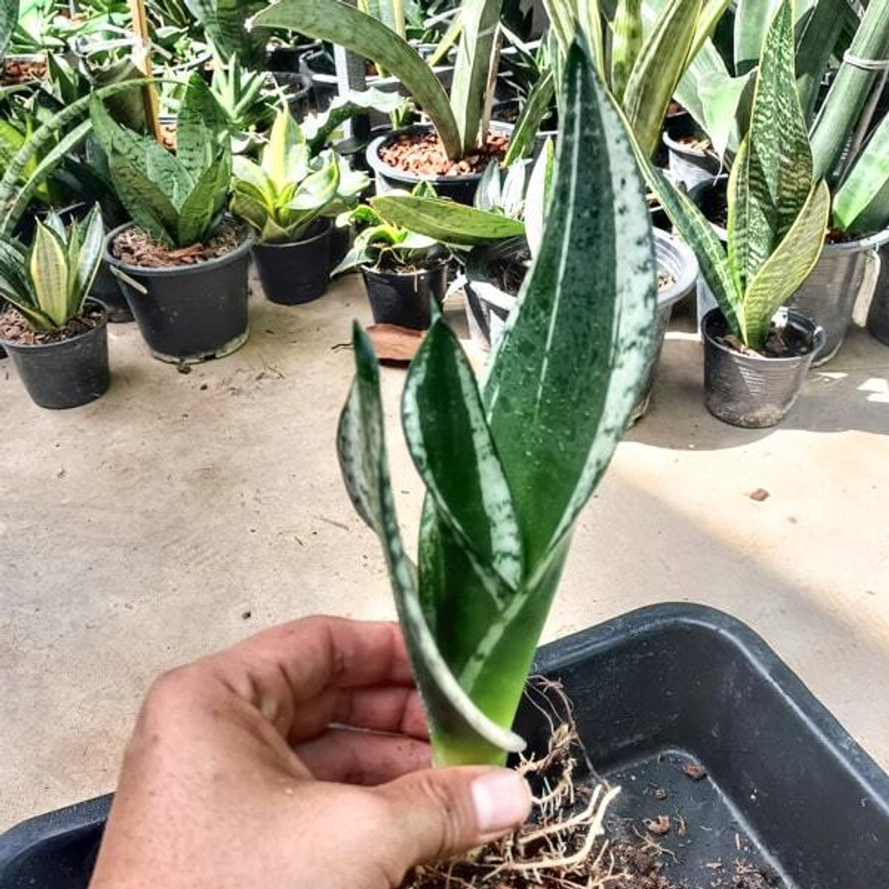 Сансевиерия WHITNEY / SILVER FRAME