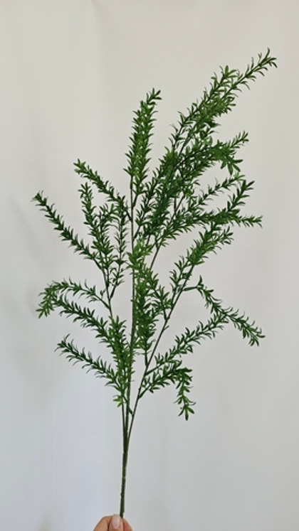 Самшит вечнозеленый / Арт 5120