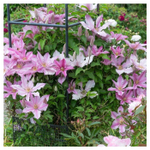 Клематис Rosamunde (Розамунда) Стандарт поставки Р9