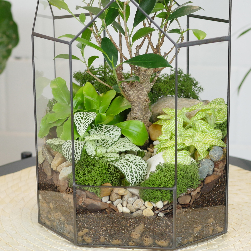 Готовый флорариум бонсай Фикус Бонсариум