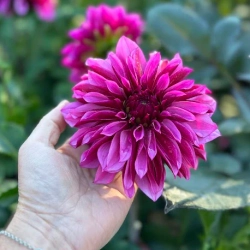 Георгин Tanita (корень) Закупка М55 апрель 2026