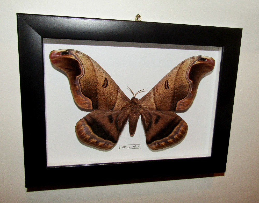 Бабочка Caio romulus в рамке