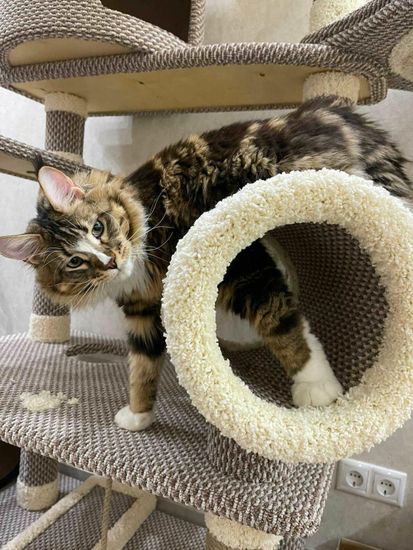 Домик когтеточка для кошки мейн-кун  КУН-18