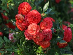 Старлет- Роз Кармен (Starlet-Rose Carmen)