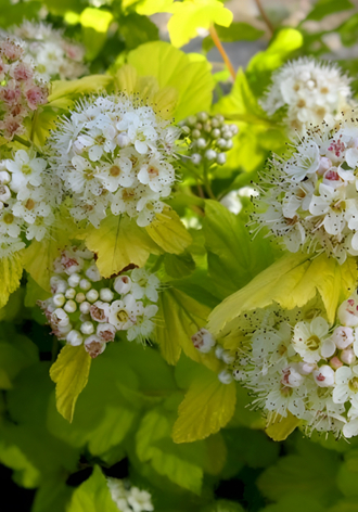 Пузыреплодник