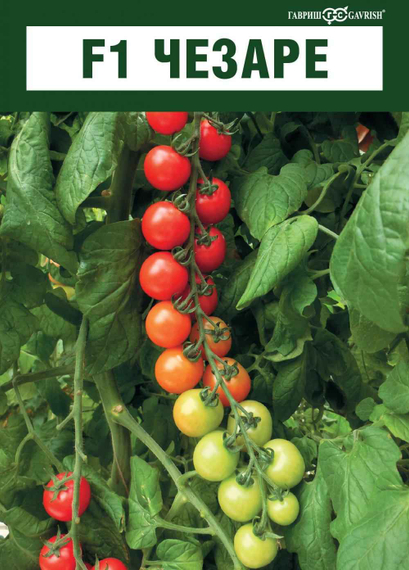 Чезаре F1 семена томата индетерминантного (Гавриш) – фото 4