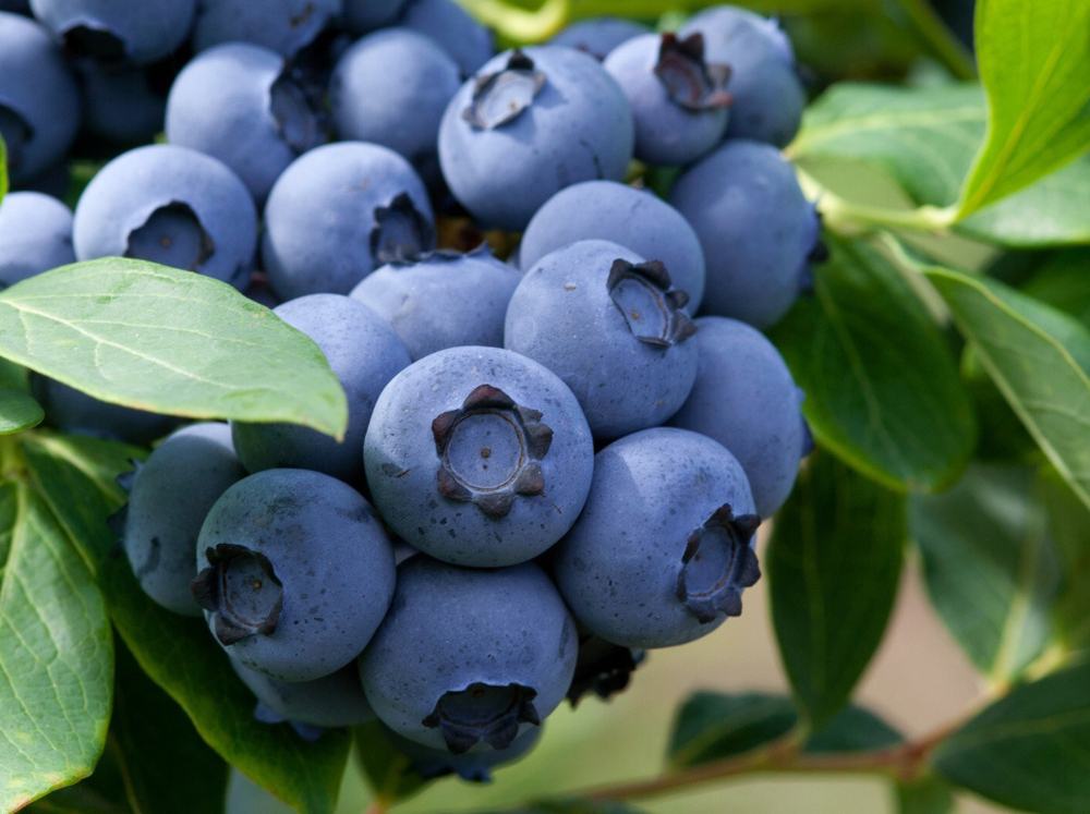 Голубика «Норд блю» (Экстремально зимостойкая, Крупноплодная, Компактная)
