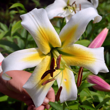 Лилия от гибрид Мистер Пистэч