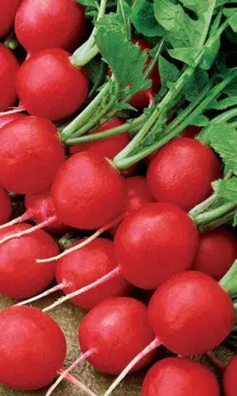 Редис САХАРНЫЙ ГИГАНТ 2гр