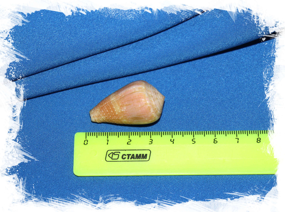 Conus catus размер