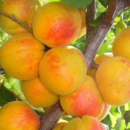 Абрикос ЧЕМПИОН СЕВЕРА