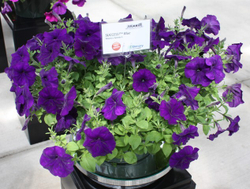 Петуния ампельная Саксесс Блю F1 (50др) Витагрин Профи