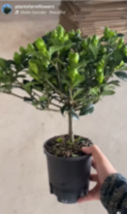 Гардения jasminoides штамб д. 15