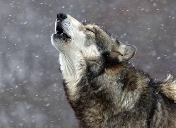 О христианском отношении к собаке