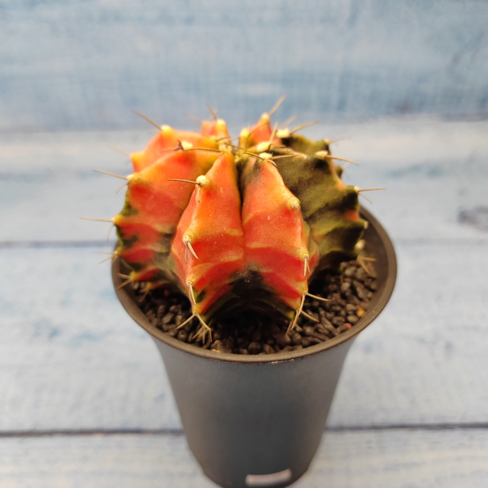 Gymnocalycium Variegata (Гимнокалициум Вариегатный)