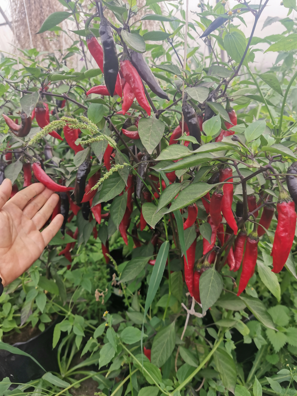 Сладкий Фиолетовый Японский Чили Перец Мурасаки Тогараши Ямато - 紫とうがらし