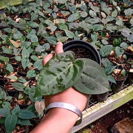 Антуриум DRESSLERI X AOS