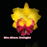 Орхидея ринхолелиокаттлея RLC. SIAM DELIGHT