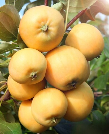 Яблоня Уральское наливное осеннее