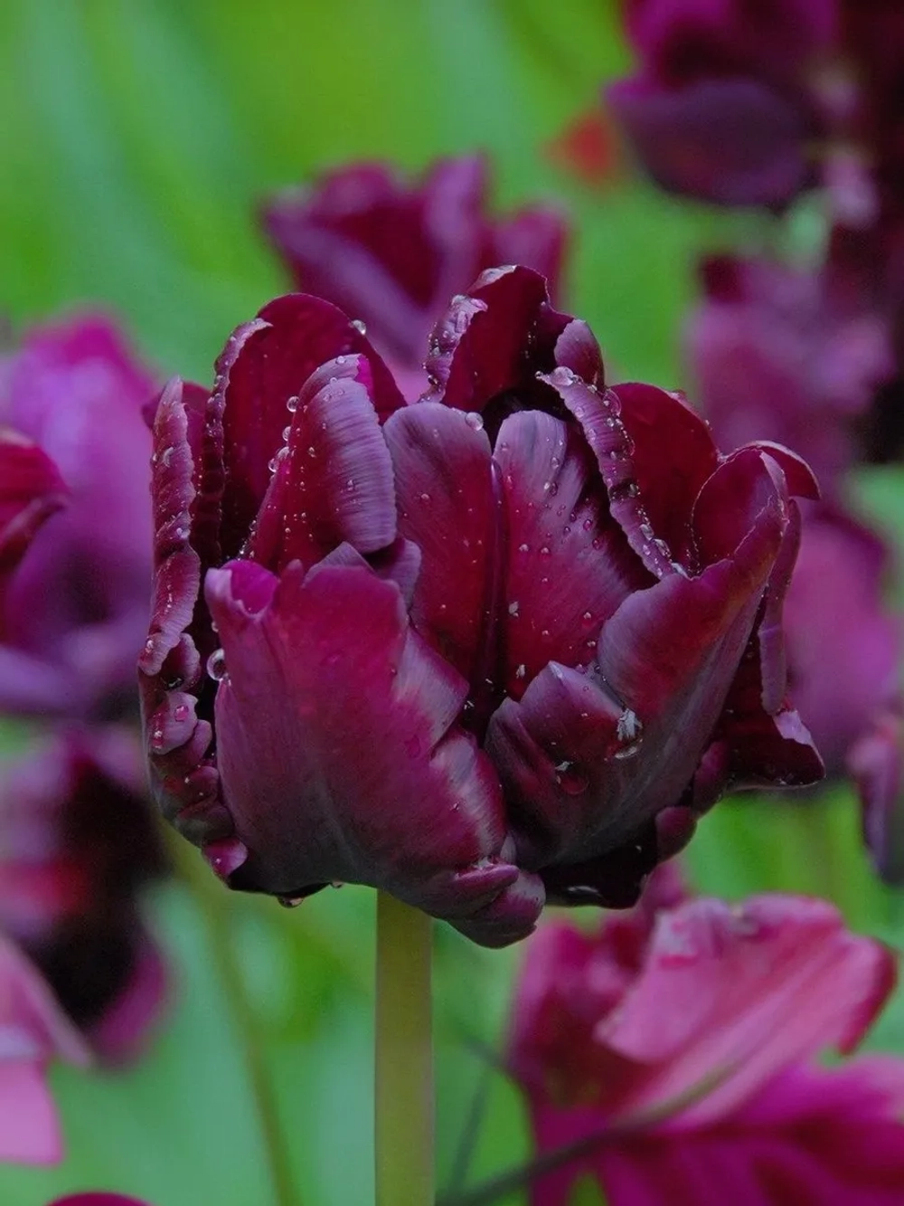 Тюльпан Попугайный Викториас Сикрет