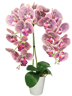 Искусственная Орхидея 2 ветки вишневая латекс 55см в кашпо