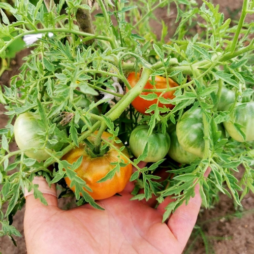 Помидоры Верблюжёнок Трудяга - Camel Hardworker Tomato