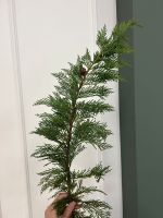 Ветка хвои - ТУЯ