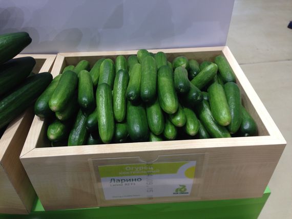 ЛАРИНО F1 семена огурца Rijk Zwaan цена