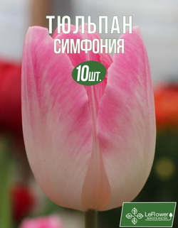 Тюльпан Луковица, Симфония, 10шт