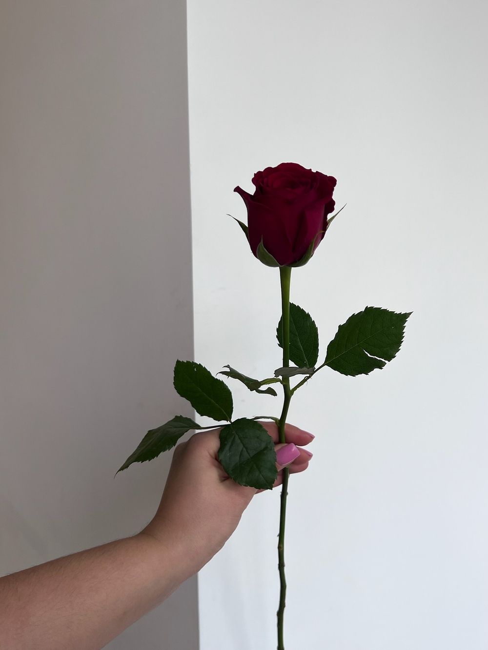Роза красная (50см) АКЦИЯ