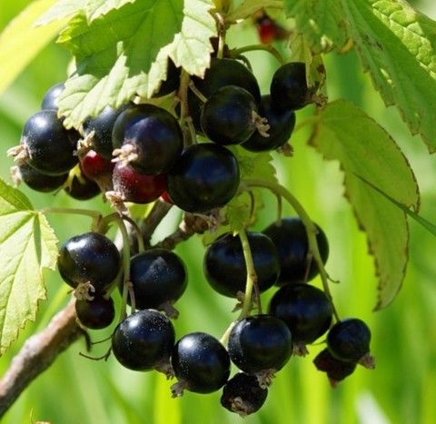 Смородина черная Ядреная