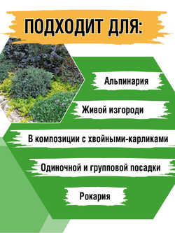 Ель канадская Эхиниформис