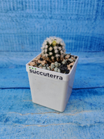 Mammillaria gracilis (Маммилярия)