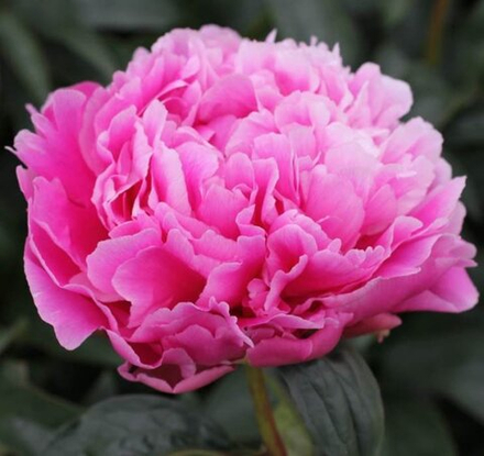 Пион Джакорма (1 шт) Волжский Сад