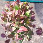 Хойя WALLINIANA UT152