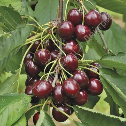 Вишня Шоколадница