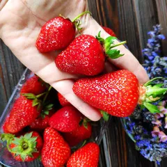 Клубника из Крыма / 500 гр Клубника из Крыма / 500 гр